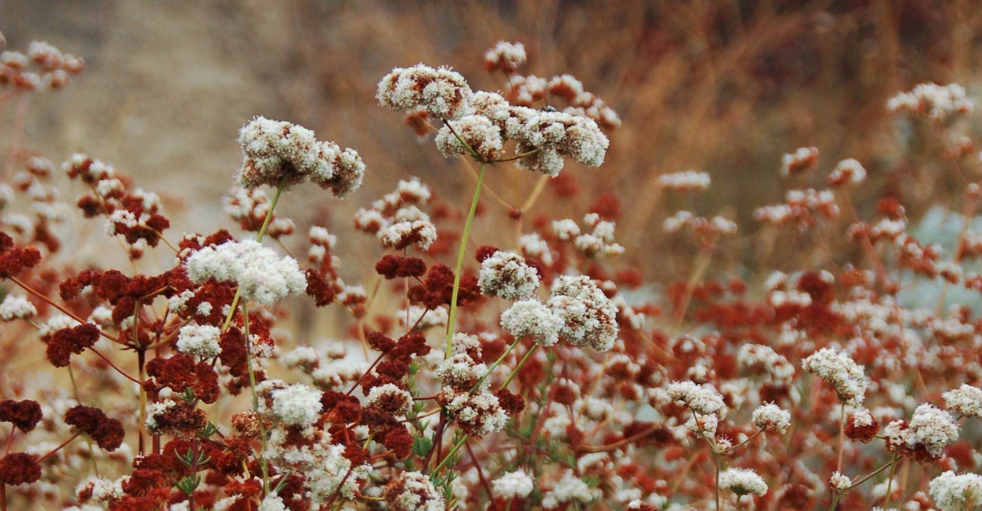 red and white flowers
