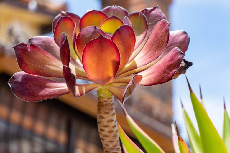 temecula valley flower